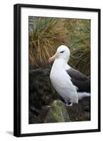 Falkland Islands. West Point Island. Black Browed Albatross-Inger Hogstrom-Framed Photographic Print