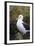 Falkland Islands. West Point Island. Black Browed Albatross-Inger Hogstrom-Framed Photographic Print