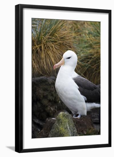 Falkland Islands. West Point Island. Black Browed Albatross-Inger Hogstrom-Framed Photographic Print