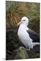 Falkland Islands. West Point Island. Black Browed Albatross-Inger Hogstrom-Mounted Photographic Print