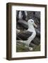 Falkland Islands. West Point Island. Black Browed Albatross-Inger Hogstrom-Framed Photographic Print