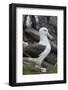 Falkland Islands. West Point Island. Black Browed Albatross-Inger Hogstrom-Framed Photographic Print