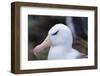 Falkland Islands. West Point Island. Black Browed Albatross-Inger Hogstrom-Framed Photographic Print