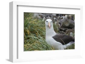 Falkland Islands. West Point Island. Black Browed Albatross-Inger Hogstrom-Framed Photographic Print