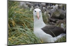 Falkland Islands. West Point Island. Black Browed Albatross-Inger Hogstrom-Mounted Photographic Print