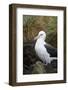 Falkland Islands. West Point Island. Black Browed Albatross-Inger Hogstrom-Framed Photographic Print