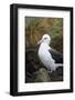 Falkland Islands. West Point Island. Black Browed Albatross-Inger Hogstrom-Framed Photographic Print