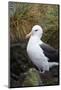 Falkland Islands. West Point Island. Black Browed Albatross-Inger Hogstrom-Mounted Photographic Print