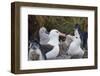 Falkland Islands. West Point Island. Black Browed Albatross-Inger Hogstrom-Framed Photographic Print