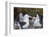 Falkland Islands. West Point Island. Black Browed Albatross-Inger Hogstrom-Framed Photographic Print