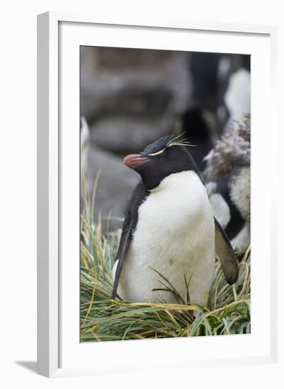 Falkland Islands. West Point Island. Southern Rockhopper Penguin-Inger Hogstrom-Framed Photographic Print