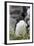 Falkland Islands. West Point Island. Southern Rockhopper Penguin-Inger Hogstrom-Framed Photographic Print