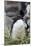 Falkland Islands. West Point Island. Southern Rockhopper Penguin-Inger Hogstrom-Mounted Photographic Print