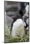 Falkland Islands. West Point Island. Southern Rockhopper Penguin-Inger Hogstrom-Mounted Photographic Print