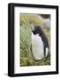 Falkland Islands. West Point Island. Southern Rockhopper Penguin-Inger Hogstrom-Framed Photographic Print