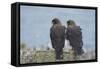 Falkland Islands. West Point Island. Striated Caracara Pair-Inger Hogstrom-Framed Stretched Canvas