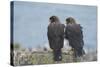 Falkland Islands. West Point Island. Striated Caracara Pair-Inger Hogstrom-Stretched Canvas