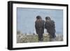 Falkland Islands. West Point Island. Striated Caracara Pair-Inger Hogstrom-Framed Photographic Print