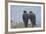 Falkland Islands. West Point Island. Striated Caracara Pair-Inger Hogstrom-Framed Photographic Print