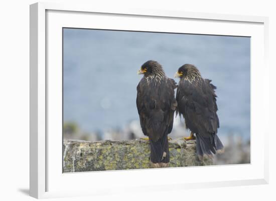 Falkland Islands. West Point Island. Striated Caracara Pair-Inger Hogstrom-Framed Photographic Print