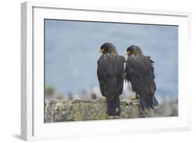 Falkland Islands. West Point Island. Striated Caracara Pair-Inger Hogstrom-Framed Photographic Print