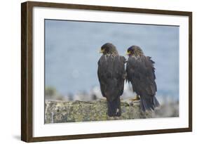 Falkland Islands. West Point Island. Striated Caracara Pair-Inger Hogstrom-Framed Photographic Print