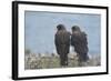 Falkland Islands. West Point Island. Striated Caracara Pair-Inger Hogstrom-Framed Photographic Print