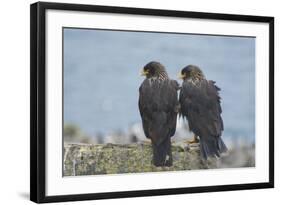 Falkland Islands. West Point Island. Striated Caracara Pair-Inger Hogstrom-Framed Photographic Print