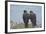 Falkland Islands. West Point Island. Striated Caracara Pair-Inger Hogstrom-Framed Photographic Print