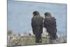 Falkland Islands. West Point Island. Striated Caracara Pair-Inger Hogstrom-Mounted Photographic Print