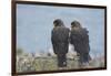 Falkland Islands. West Point Island. Striated Caracara Pair-Inger Hogstrom-Framed Photographic Print