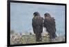 Falkland Islands. West Point Island. Striated Caracara Pair-Inger Hogstrom-Framed Photographic Print