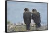 Falkland Islands. West Point Island. Striated Caracara Pair-Inger Hogstrom-Framed Stretched Canvas