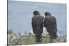 Falkland Islands. West Point Island. Striated Caracara Pair-Inger Hogstrom-Stretched Canvas