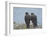 Falkland Islands. West Point Island. Striated Caracara Pair-Inger Hogstrom-Framed Photographic Print