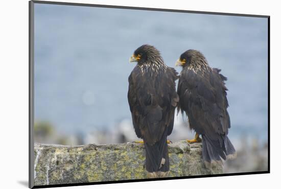 Falkland Islands. West Point Island. Striated Caracara Pair-Inger Hogstrom-Mounted Photographic Print