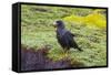 Falkland Islands. West Point Island. Striated Caracara-Inger Hogstrom-Framed Stretched Canvas