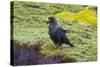 Falkland Islands. West Point Island. Striated Caracara-Inger Hogstrom-Stretched Canvas