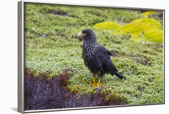 Falkland Islands. West Point Island. Striated Caracara-Inger Hogstrom-Framed Photographic Print