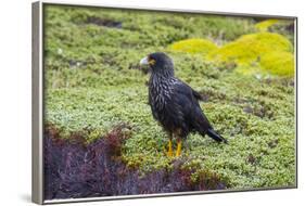 Falkland Islands. West Point Island. Striated Caracara-Inger Hogstrom-Framed Photographic Print