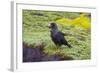 Falkland Islands. West Point Island. Striated Caracara-Inger Hogstrom-Framed Photographic Print