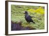 Falkland Islands. West Point Island. Striated Caracara-Inger Hogstrom-Framed Photographic Print