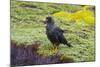 Falkland Islands. West Point Island. Striated Caracara-Inger Hogstrom-Mounted Photographic Print
