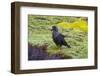 Falkland Islands. West Point Island. Striated Caracara-Inger Hogstrom-Framed Photographic Print