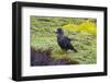 Falkland Islands. West Point Island. Striated Caracara-Inger Hogstrom-Framed Photographic Print