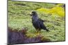 Falkland Islands. West Point Island. Striated Caracara-Inger Hogstrom-Mounted Photographic Print