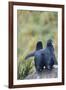 Falkland Islands. West Point Island-Inger Hogstrom-Framed Premium Photographic Print