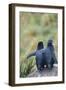 Falkland Islands. West Point Island-Inger Hogstrom-Framed Photographic Print