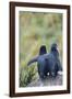 Falkland Islands. West Point Island-Inger Hogstrom-Framed Photographic Print