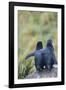 Falkland Islands. West Point Island-Inger Hogstrom-Framed Photographic Print